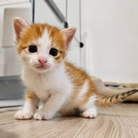 Bora, chat à adopter
