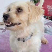 ✨️ MARSA ✨️ 🐶, chienne à adopter