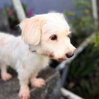 ✨️ IMSIDA ✨️ 🐶, chienne à adopter