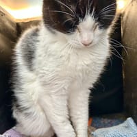 Hübsche, etwas ängstliche Katze Whitey, Katze zur Adoption