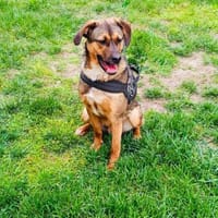 Buck ein toller Familienhund, Hund zur Adoption