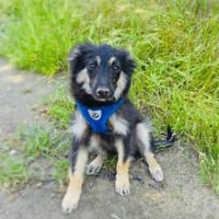 Ava ein Australien Shepherd Mix Mädchen, Hündin zur Adoption