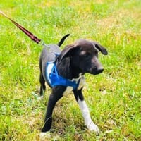 Tolles Labrador Mix Mädchen Rita, Hündin zur Adoption