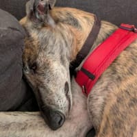 Rayan sucht sein Zuhause, Hund zur Adoption