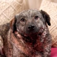 Any sucht ihre Menschen, Hündin zur Adoption