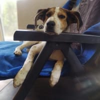 Eddie kann mit Katzen, Hühner + Hasen, Hund zur Adoption