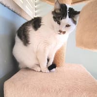Süße etwas nervöse Katze Jazz, Katze zur Adoption