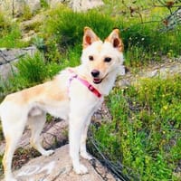 Bobby sehr lieb und freundlich, Hund zur Adoption