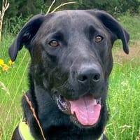 NICKI sucht Menschen mit Hundeerfahrung., Hund zur Adoption