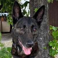 PEKSI sucht dringend Pflege- / Endplatz, Hündin zur Adoption