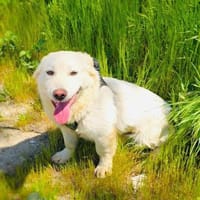 Didko ein freundliches Kerlchen, Hund zur Adoption