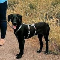 Goofy ein großer Schatz, Hund zur Adoption