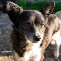 Marry - dein Seelenhund, Hündin zur Adoption