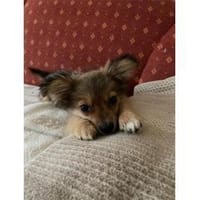 Cespar - wartet in 22049 Hamburg, Hund zur Adoption