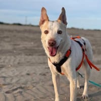 Elio wartet in Bayern!, Hund zur Adoption