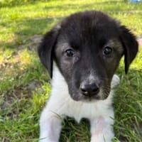 Dora sucht ihr Zuhause, Hündin zur Adoption