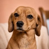 Arielle- Klein aber oho, Hündin zur Adoption