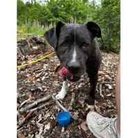 Guiseppe - wartet in 61191 Rossbach, Hund zur Adoption