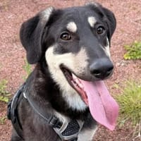 Junghund Spencer in Wuppertal (42117), Hund zur Adoption