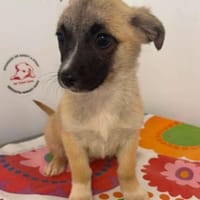 MAY  wird Ende Juni 4 Monate alt., Hündin zur Adoption