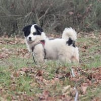 Hundekind sucht Bestplatz, Hündin zur Adoption