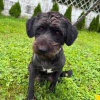 Stevie - Liebe und verträgliche Hündin, Hündin zur Adoption