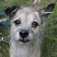 Pauli su. ruhiges Zuhause, Hund zur Adoption