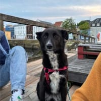 Asha, stubenreine Schmusehündin, ca. 5 J, Hündin zur Adoption