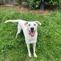 Lui - Junghund auf der Suche, Hund zur Adoption