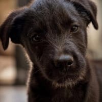 Luca- ist startklar du auch?, Hund zur Adoption