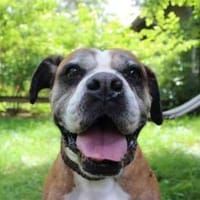 Conny superliebe Seniorin, Hündin zur Adoption