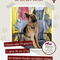 Ronja sucht ein Zuhause / Pflegestelle, Hündin zur Adoption