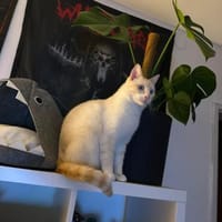 Freundl. spezieller Siammix- Einzeltier, Kater zur Adoption
