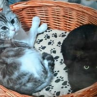 Lucky und Blacky, Kater zur Adoption