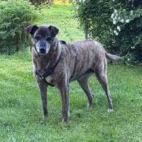 Maya sucht ihr ZUhause, Hündin zur Adoption