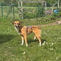 Rhaza, stubenreine Hündin, ca. 5 Jahre, Hündin zur Adoption