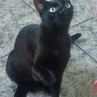 Schatz Negrito bei München (ALO), Kater zur Adoption