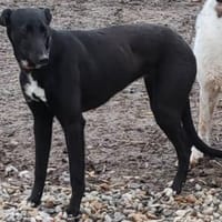 PALLAS auf PS 91332 Heiligenstadt, Hündin zur Adoption