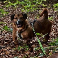 Rudi: Kurzbeinig, charmant und...., Hund zur Adoption