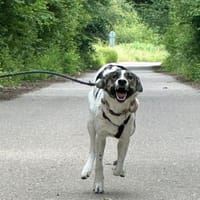 London - Wasserratte sucht Badesee, Hündin zur Adoption