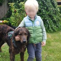 Aceto 🧡langhaariger Segugio in Pflegest, Hund zur Adoption