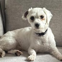 Puffy - wartet in 27367 Hellwege 💕, Hund zur Adoption