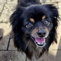 Paddy - wartet in 24149 Kiel 💕, Hund zur Adoption