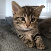 JERRY, chat à adopter