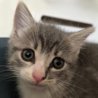 TOM, chat à adopter
