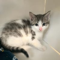 JAZZY, chat à adopter
