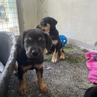 NALA, chienne à adopter