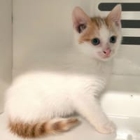 JESSY, chat à adopter