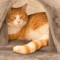 Garfield, chat à adopter