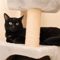 Baxter, chat à adopter